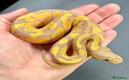 Python Snake reptiles for sale: Beautiful Ball Python Babies - Image 16