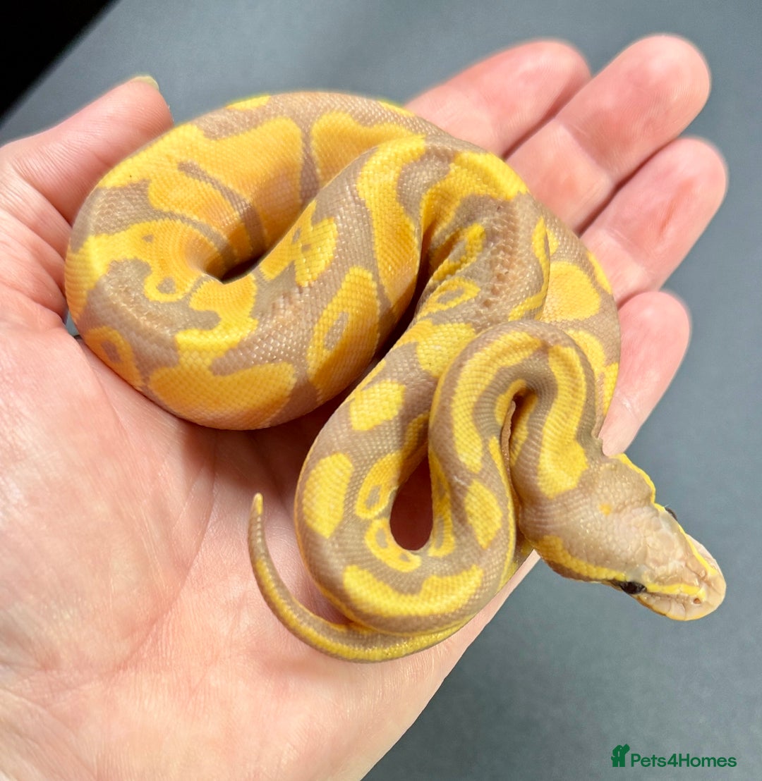 Python Snake reptiles for sale: Beautiful Ball Python Babies - Image 16