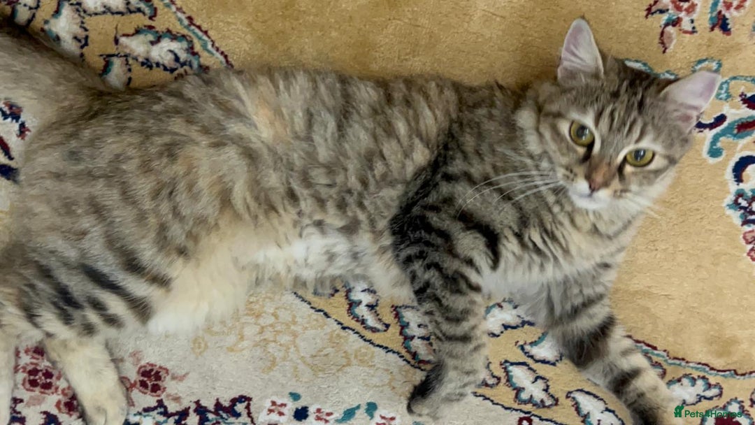Mixed Breed cats for adoption: PERSE - ADORABLE BEAUTIFUL SEMI LONG HAIR SPAYED - Image 8