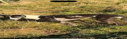 Lurcher dogs for sale: Collie bull greyhounds  - Advert 2