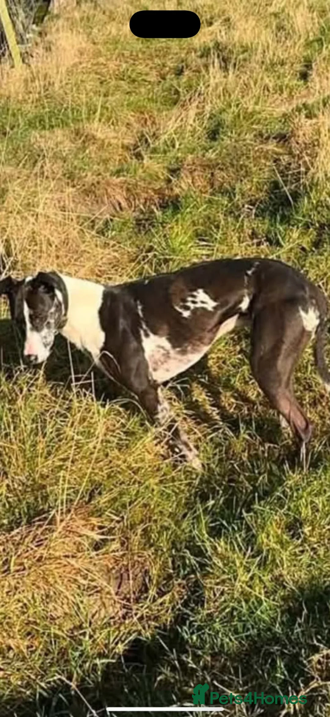 Lurcher dogs for sale: Collie bull greyhounds  - Advert 2