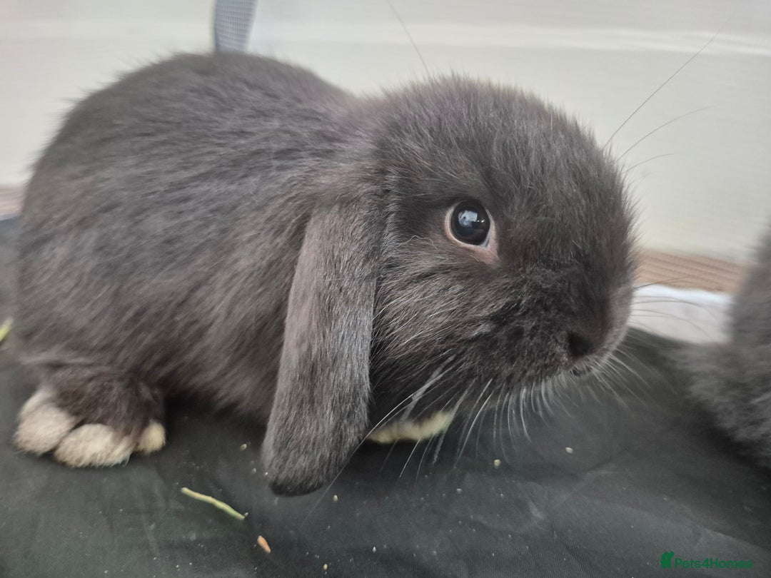 Mini Lop rabbits for sale: 💙 Baby Minilops Ready 25th💙  - Image 13