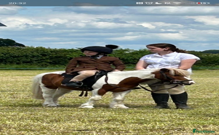 Shetland pony horses - Advert 1