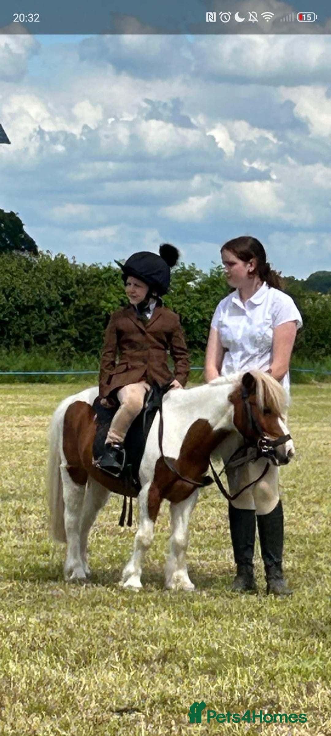 Shetland pony horses for sale: Teddy the super shetland  - Image 1