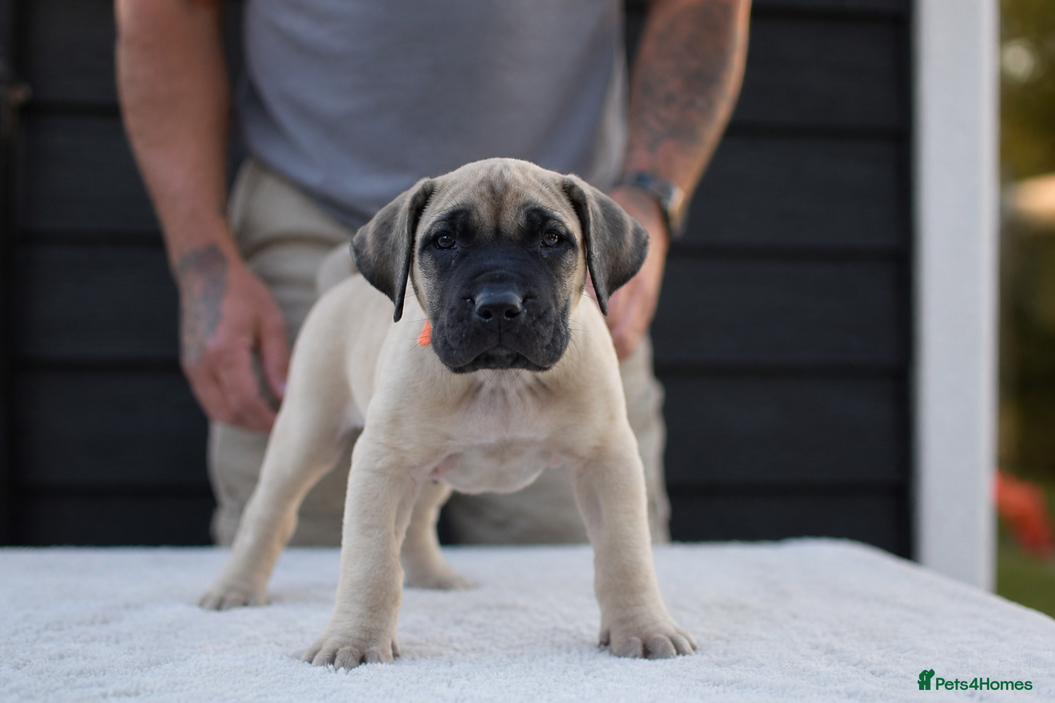 Presa Canario dogs for sale: Presa Canario puppies champion bloodlines - Advert 15