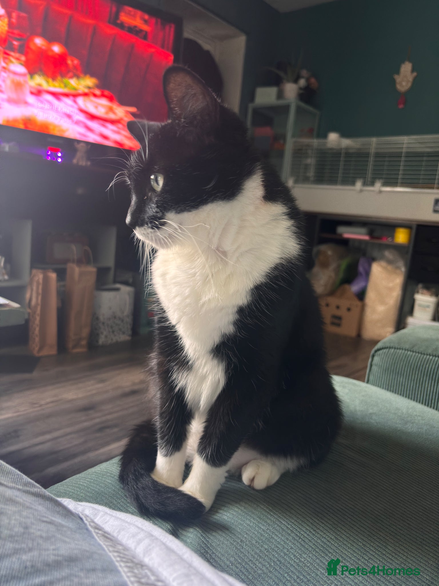 British Shorthair cats for sale: Female Cat 7 Years Old - Advert 5
