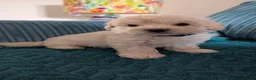 Maltipoo dogs for sale: *ready to leave*Genetically health tested maltipoo - Advert 26