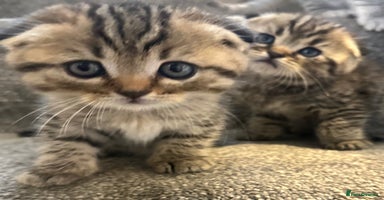 Scottish Fold cats - Advert 11