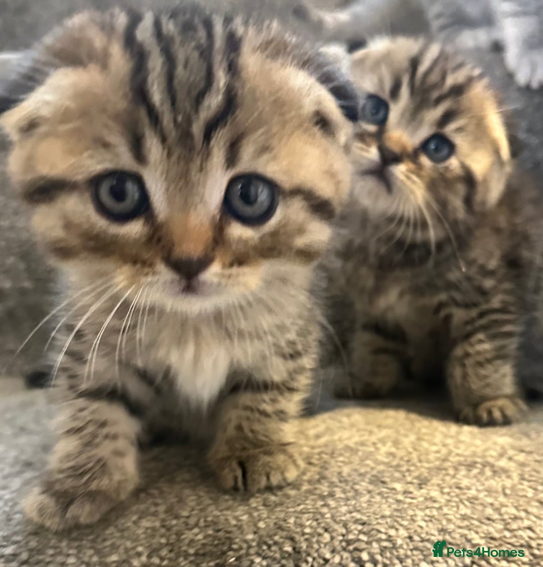 Scottish Fold cats for sale: 🆘🆘READY!🆘🆘Scottish shorthair  - Image 3