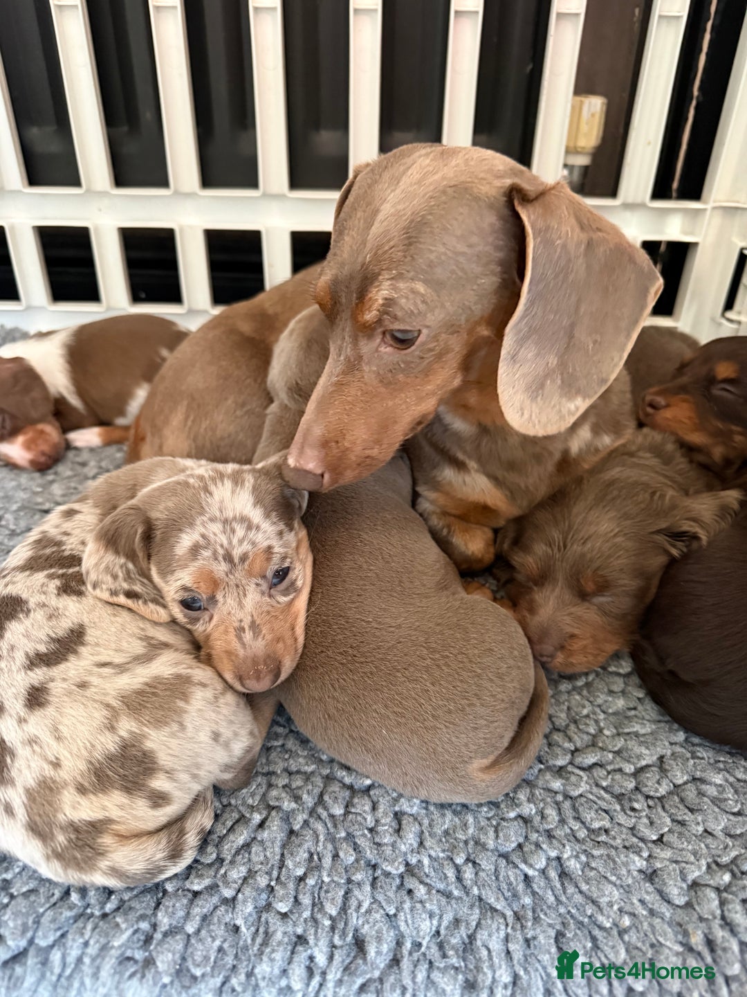 Miniature Dachshund dogs for sale: !!Beautiful Mini Dachshunds!! - Advert 2