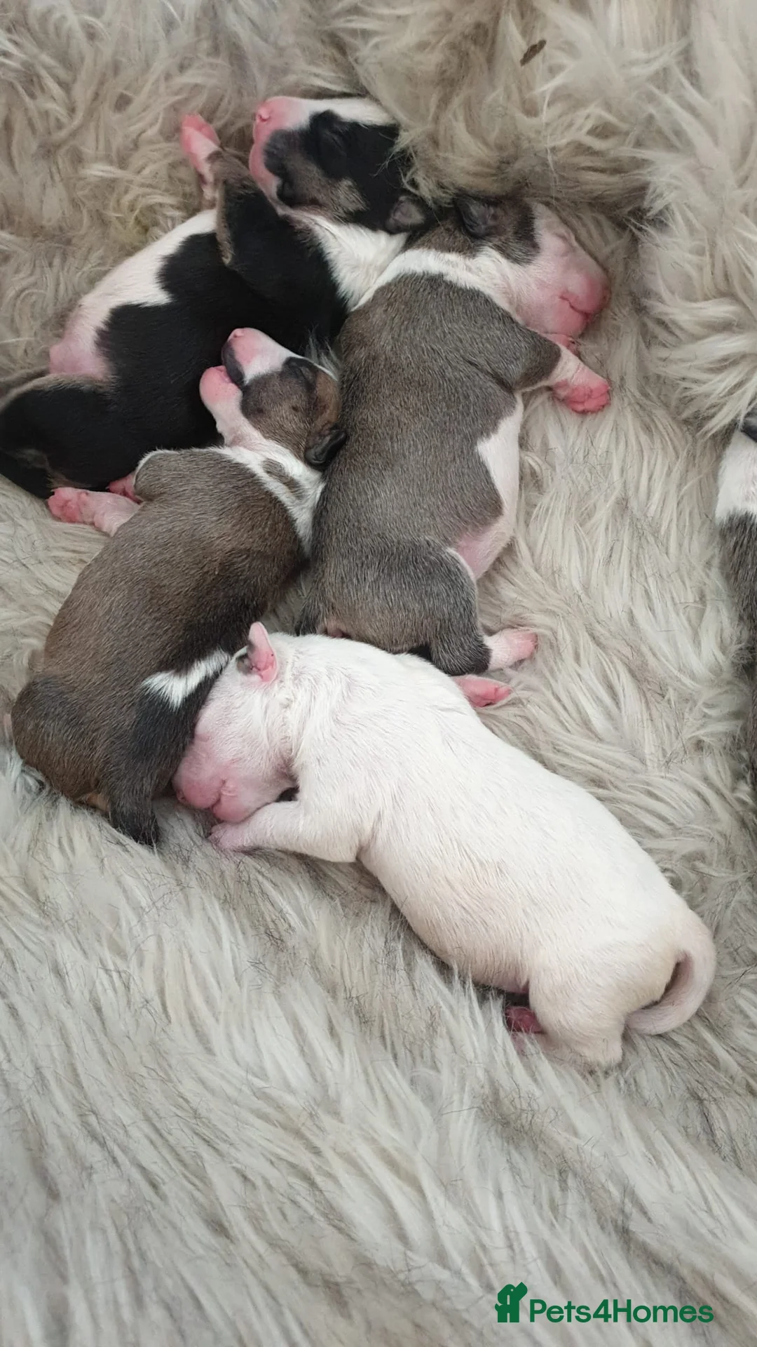 English Bull Terrier dogs for stud: FULL HEATH CHECKED QUALITY STUD 🥇 in Newport Pagnell - Advert 13