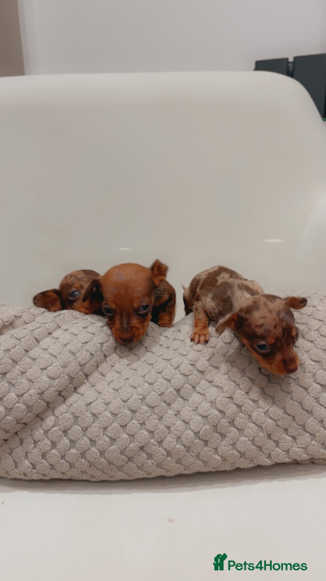 Dachshund dogs for sale: Sausage dog puppys - Advert 6