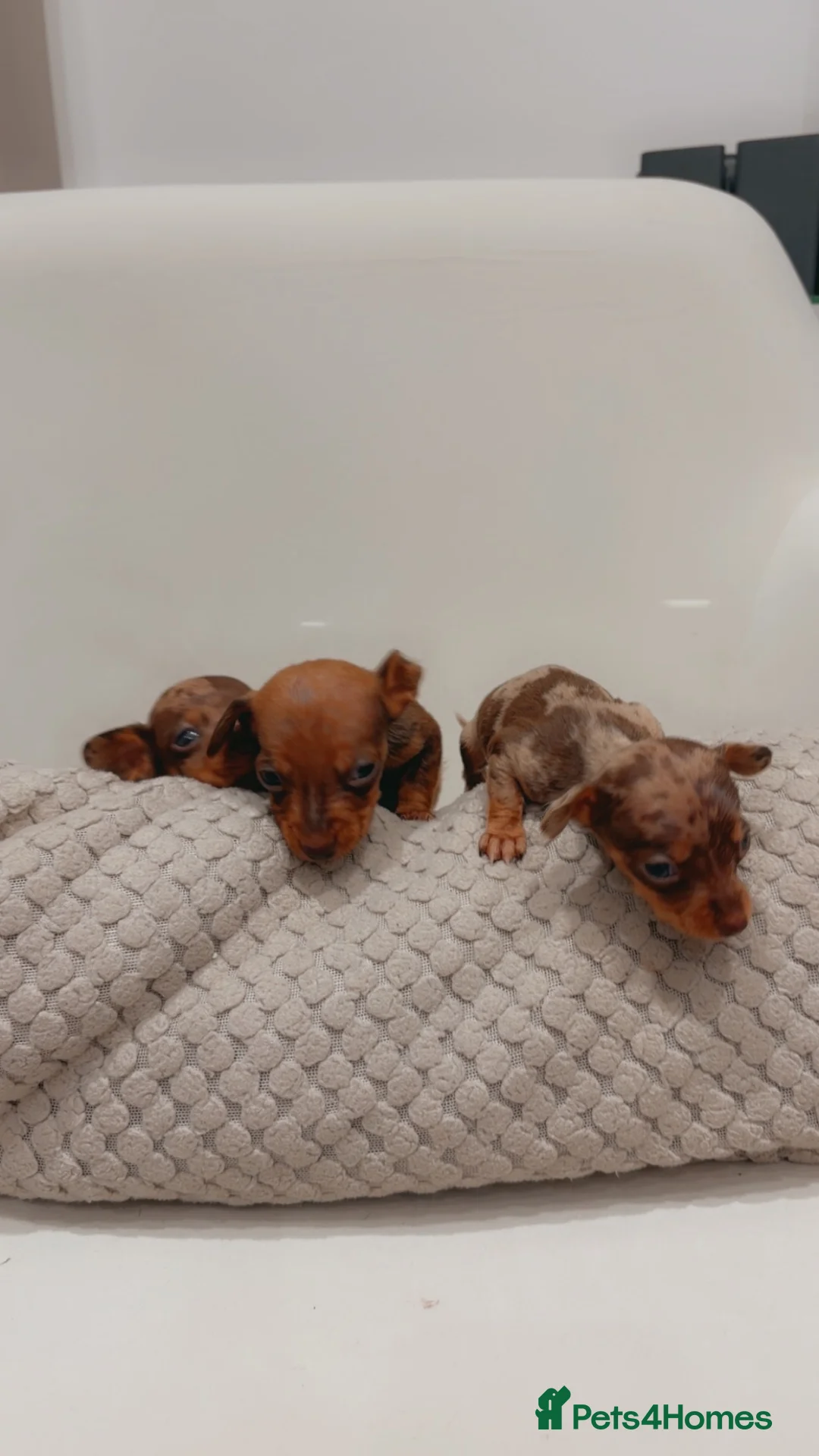 Dachshund dogs for sale: Sausage dog puppys - Advert 6