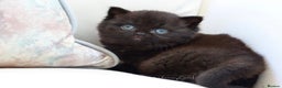 British Shorthair cats for stud: Blue British Shorthair - for stud duties  - Advert 3