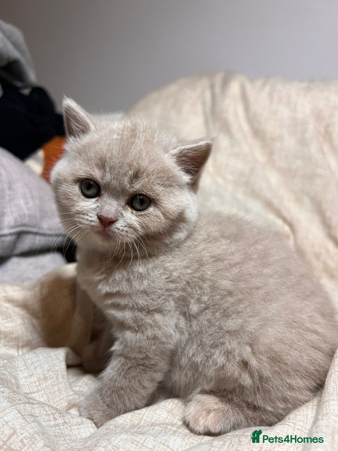British Shorthair cats for sale: Multicolour GCCF Registered BSH kittens - Advert 5