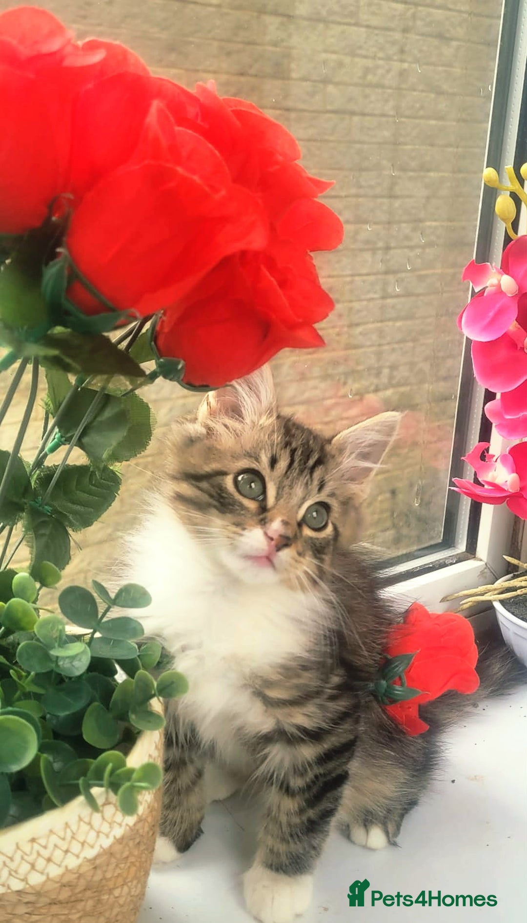 Russian Blue cats for sale:  2 adorable russain blue kittens for SALE - Image 10