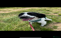 English Springer Spaniel dogs for sale: Springer Spaniel Puppy - Image 2