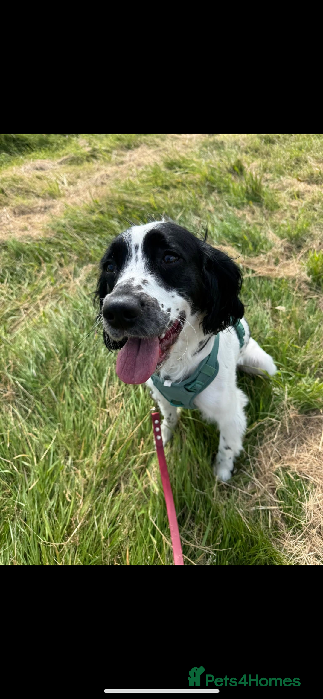 English Springer Spaniel dogs for sale: Springer Spaniel Puppy - Image 2