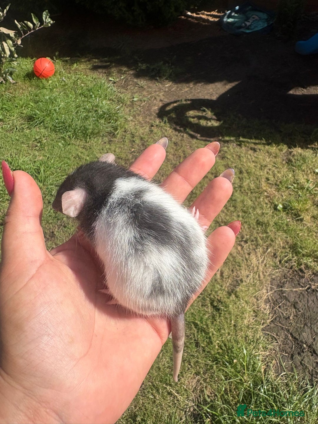 Rat rodents for sale: Fancy rats  - Image 6