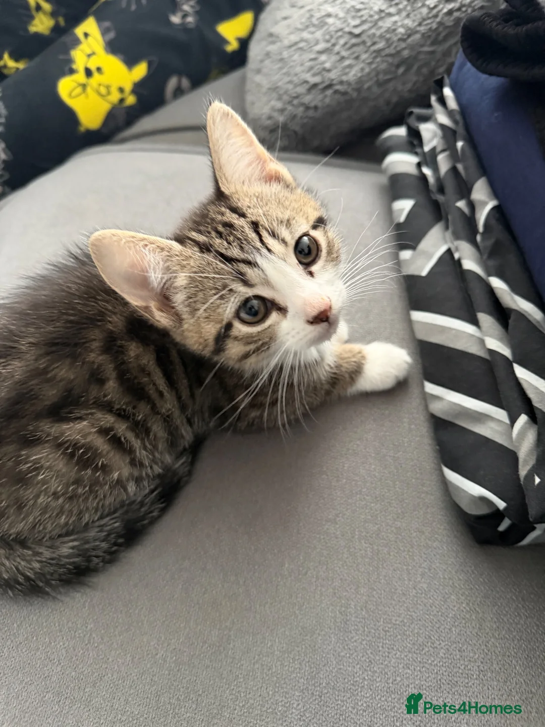 Mixed Breed cats for sale: Tabby kitten in Glasgow - Advert 16