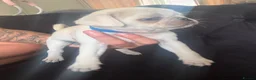 Pug dogs for sale: Pug Puppies - Advert 14
