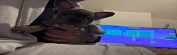 French Bulldog dogs for sale: French Bulldog KC reg puppies  in South Ockendon - Advert 10