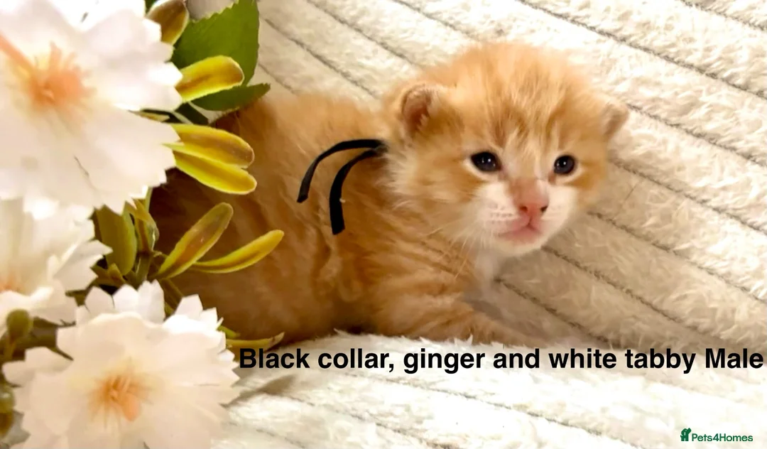 Siberian cats for sale: Pedigree Siberian kittens  in Droitwich - Advert 2