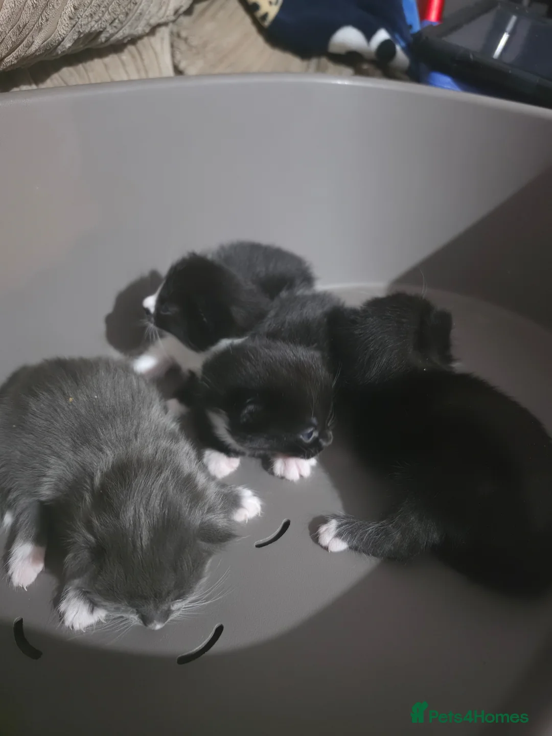 Mixed Breed cats for sale: 4 kittens - Advert 13