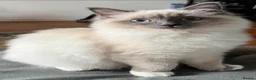 Ragdoll cats for sale: Ragdoll Kittens for sale in Ashton-under-Lyne - Advert 5