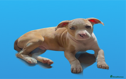 Mixed Breed dogs for sale: Ready to leave Staff x bulldog puppies  - Image 24