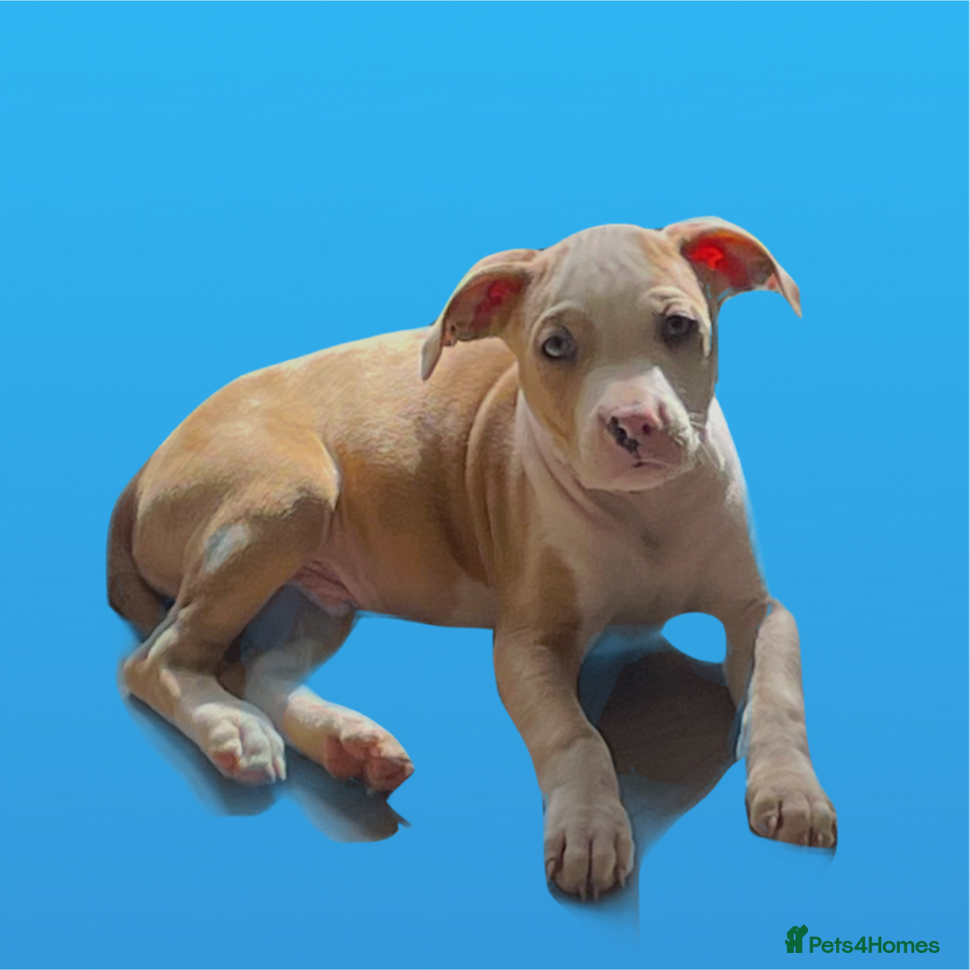 Mixed Breed dogs for sale: Ready to leave Staff x bulldog puppies  - Image 24