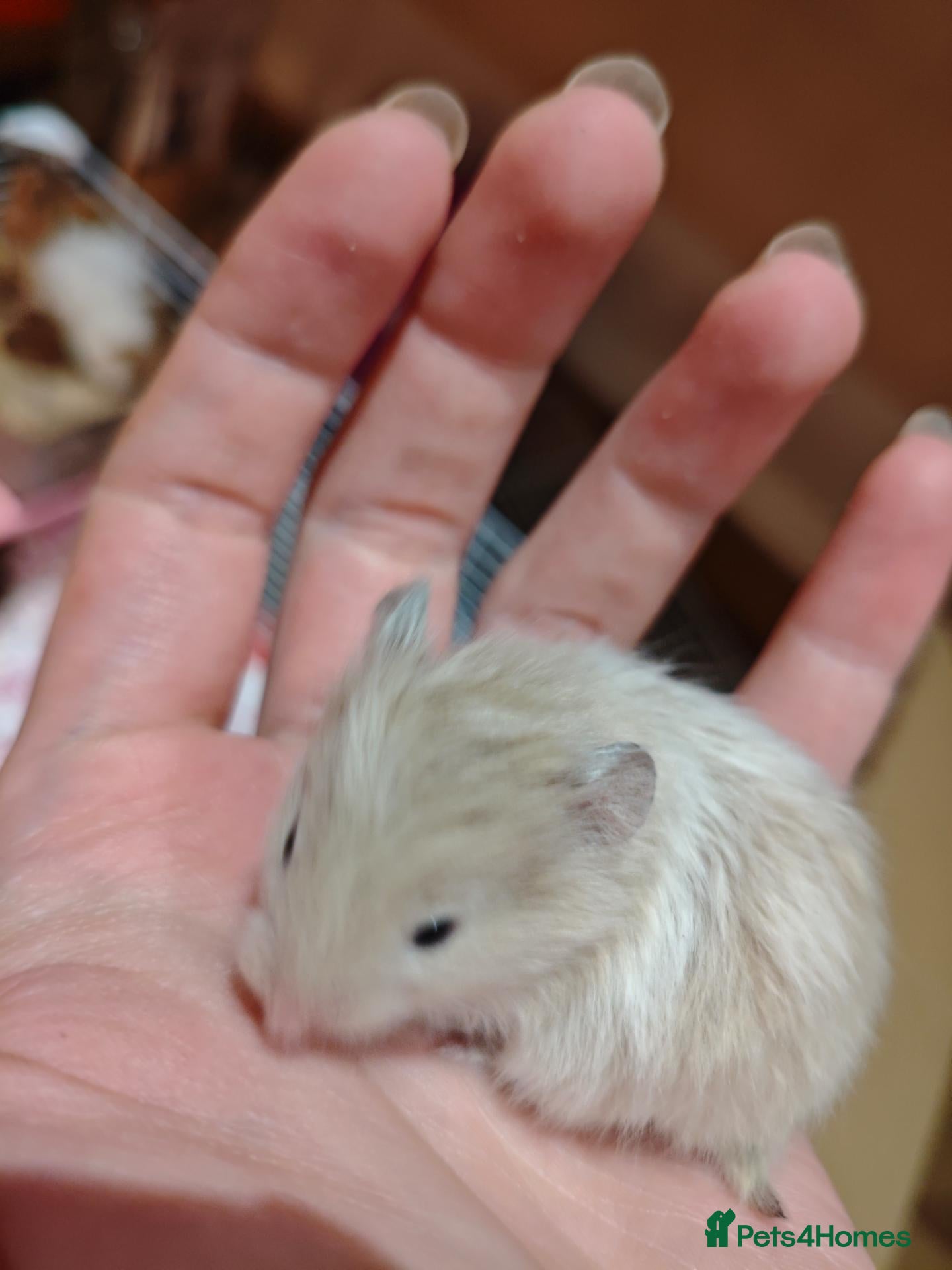 Hamster rodents Baby syrain hamsters - Advert 2