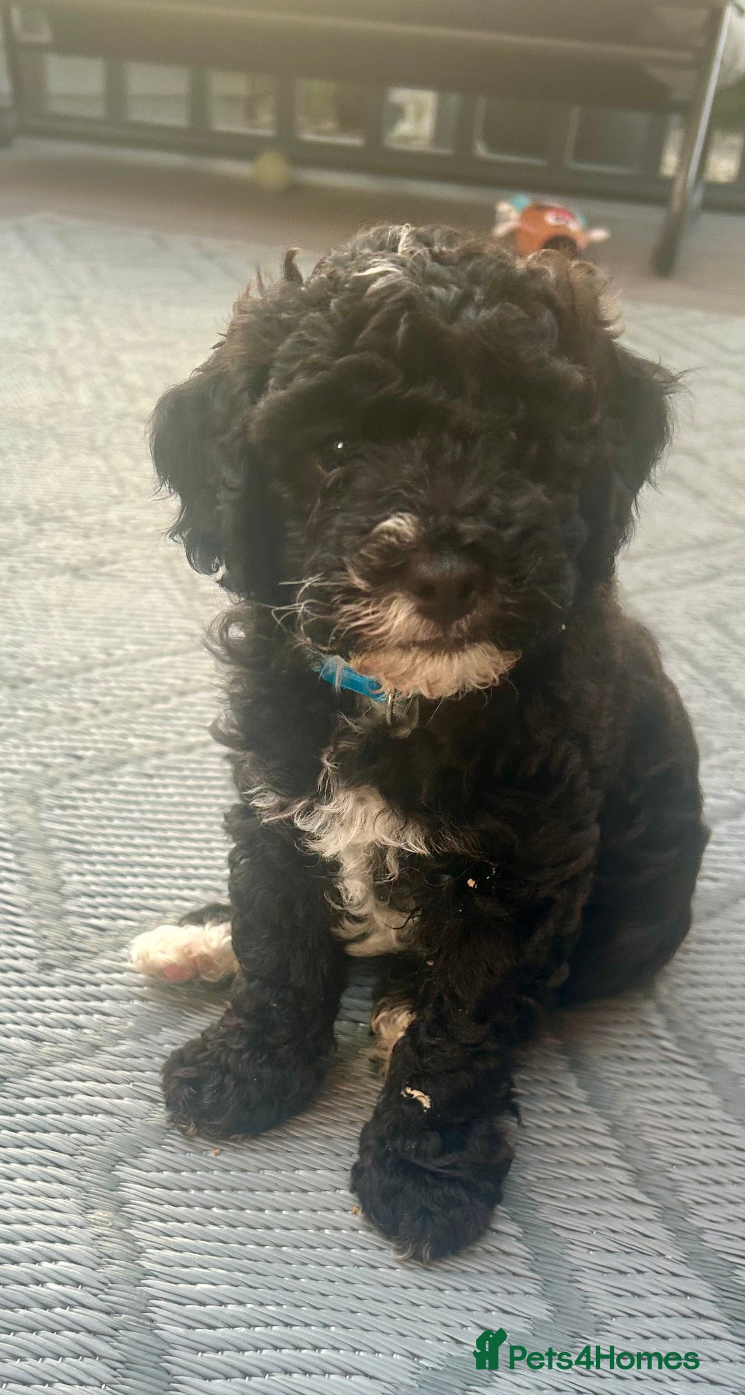 Maltipoo dogs for sale: Stunning F1b Toy Maltipoo puppies  in Bristol - Image 13