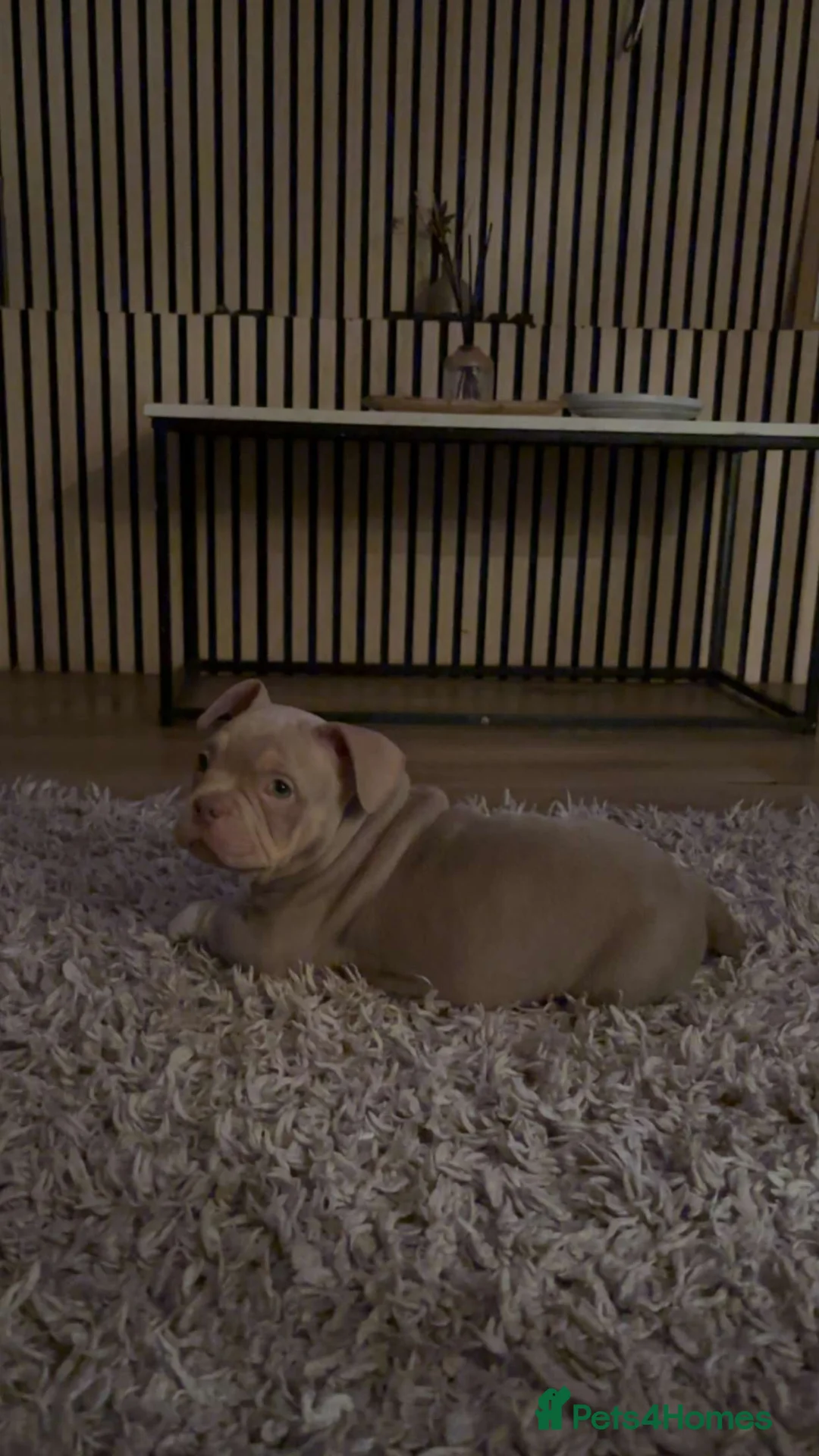 American Bully dogs for sale: exotic pocket bully puppies - Advert 7