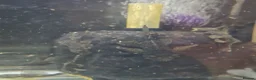 Plecos fish for sale: Bristlenose pleco common/albino available  in Southall - Advert 4