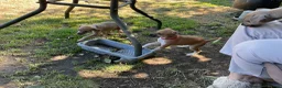 Italian Greyhound dogs for sale: Gorgeous Kc reg Italian greyhound  - Advert 24