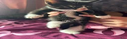 Mixed Breed cats for sale: 5 gorgeous fluffy kittens - Advert 9