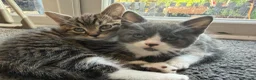 Mixed Breed cats for sale: 🐾 2 Beautiful Male Kittens Ready for Homes 🐾 in Ipswich - Advert 2