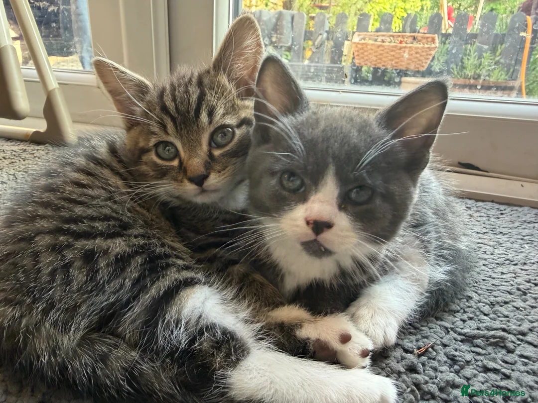 Mixed Breed cats for sale: 🐾 2 Beautiful Male Kittens Ready for Homes 🐾 in Ipswich - Advert 2