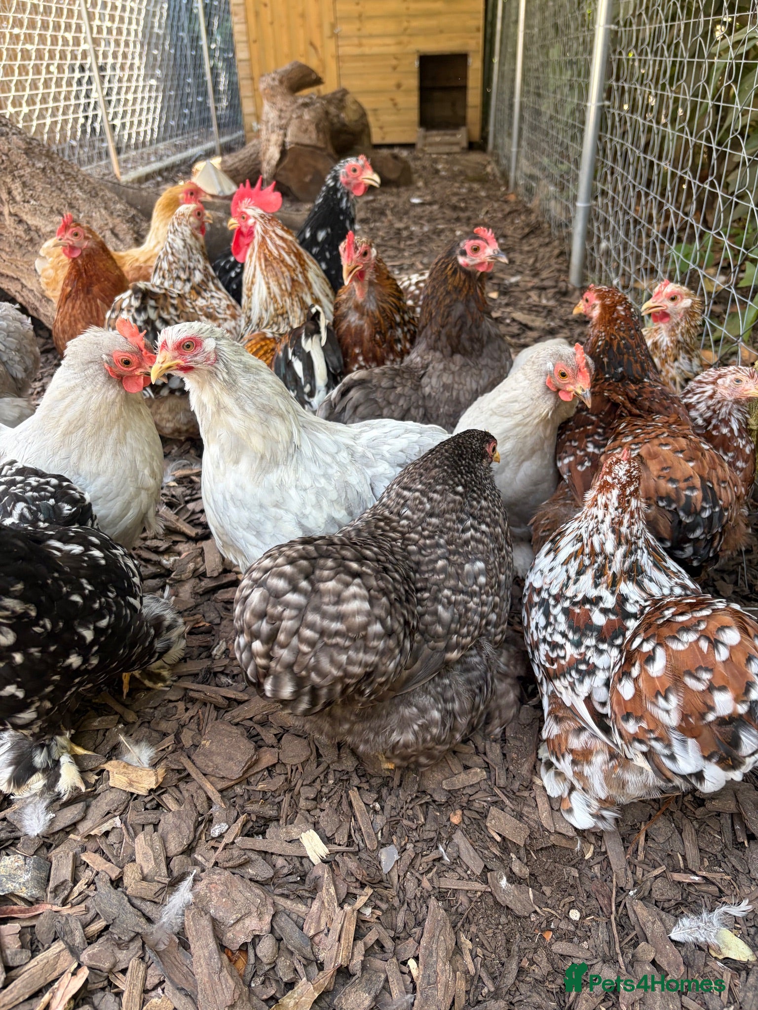 Chickens poultry Pekin hens/pullets  - Advert 1