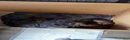 Miniature Dachshund dogs for sale: Miniature dachshund puppies for sale  - Advert 8