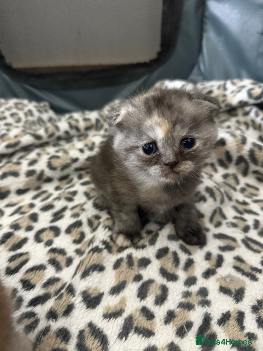 Scottish Fold cats for sale: Stunning Rainbow litter ready for  **   - Advert 31