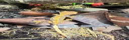 Gecko reptiles for sale: Gargoyle, Crested geckos,mourning geckos  - Advert 6