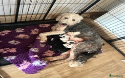 Old English Sheepdog dogs for sale: Old English Sheepdog puppies just one girl left 🩷 - Image 10