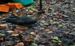 Chickens poultry for sale: Beautiful boys need forever homes - Image 5