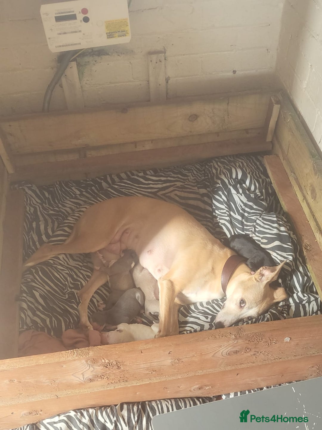 Whippet dogs for sale: 3 lovey whippet puppies  - Image 8