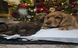 Cockapoo dogs for sale: Cockapoo puppies  - Advert 19