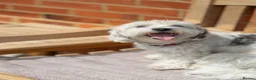 Mixed Breed dogs for adoption: Regina - nickname - Reggie in Fleet - Advert 10