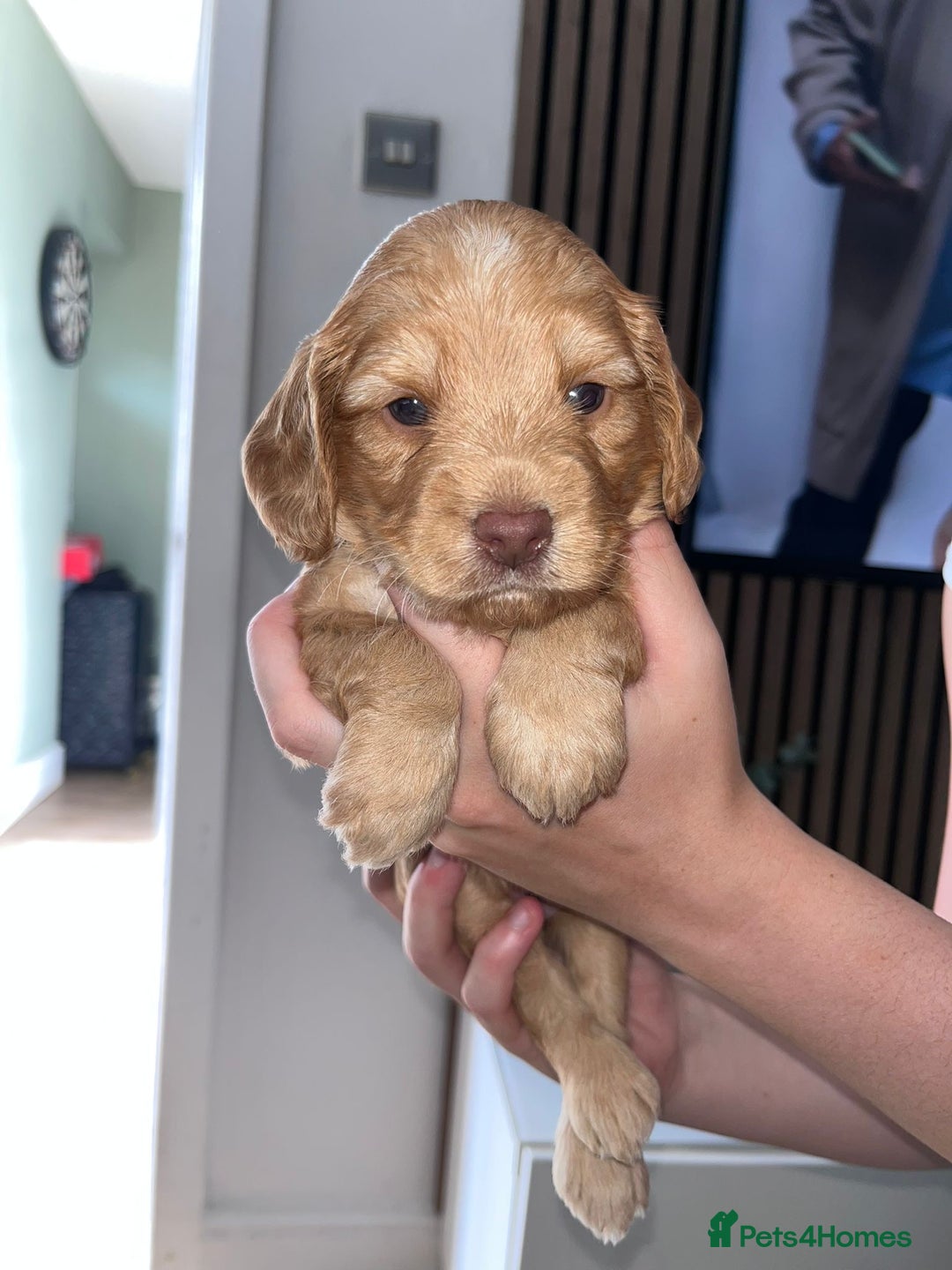Cockapoo dogs for sale: F2 Cockapoos - Image 7