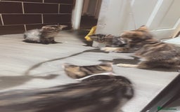 Mixed Breed cats for sale: 4 stunning tabby kittens - Image 14